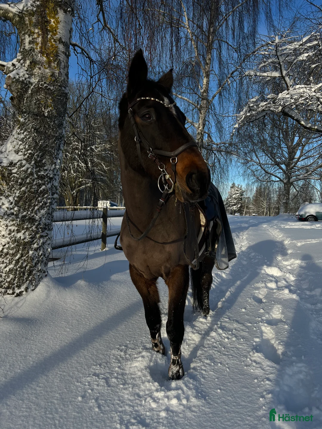 Hoppning hästar till salu: Läromästare med hjärtat på rätt ställe!  i Skövde - Annons 2