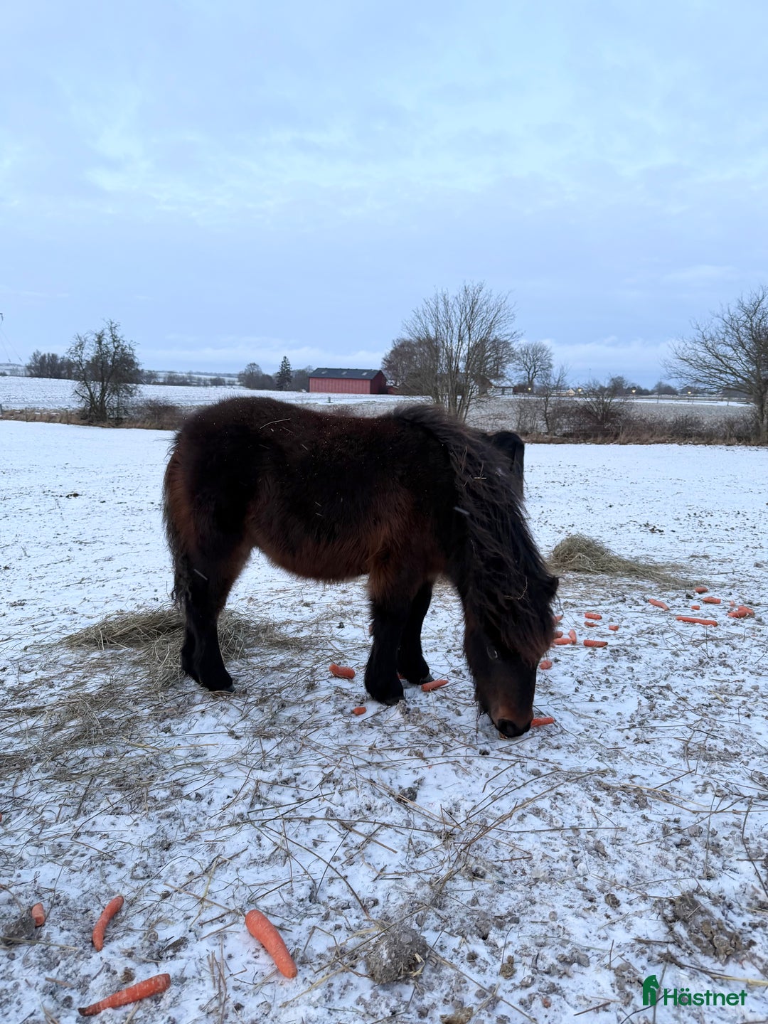 Allround hästar till salu: Lovande bruksponny i Vollsjö - Annons 6