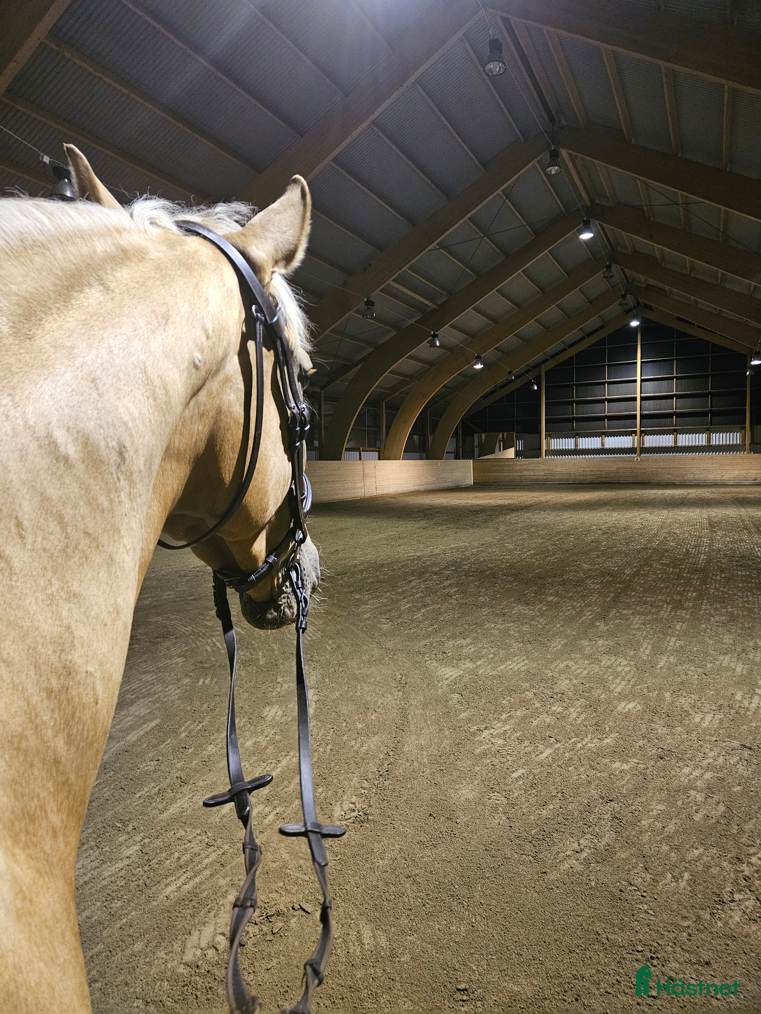  hästservice Diplomerad Unghästutbildare - Annons 3