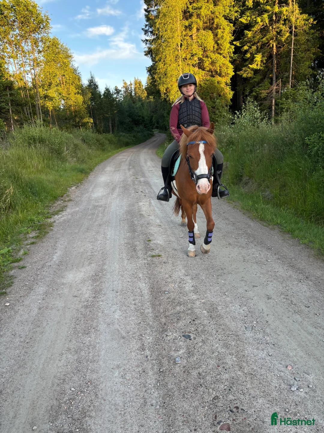 Allround hästar till salu: Världens sötaste Molly letar nytt hem  - Annons 4