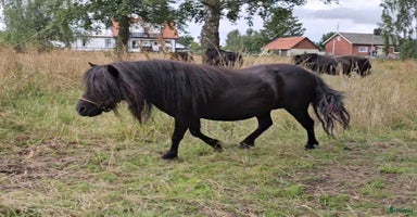  hästar i Sölvesborg - Annons 2