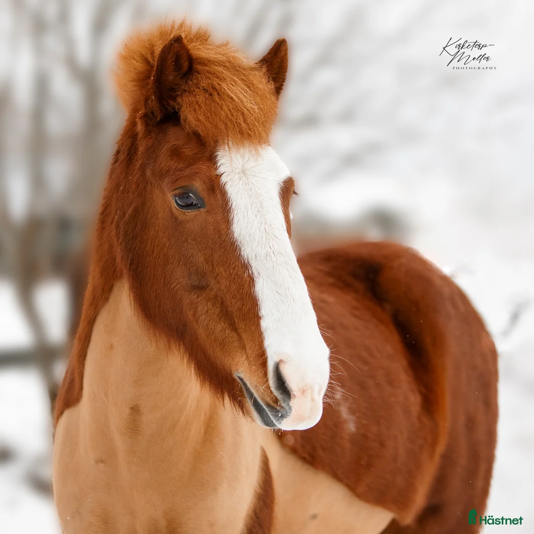 Island hästar till salu: Verdens gladeste hoppe der altid giver 100% - Annons 2