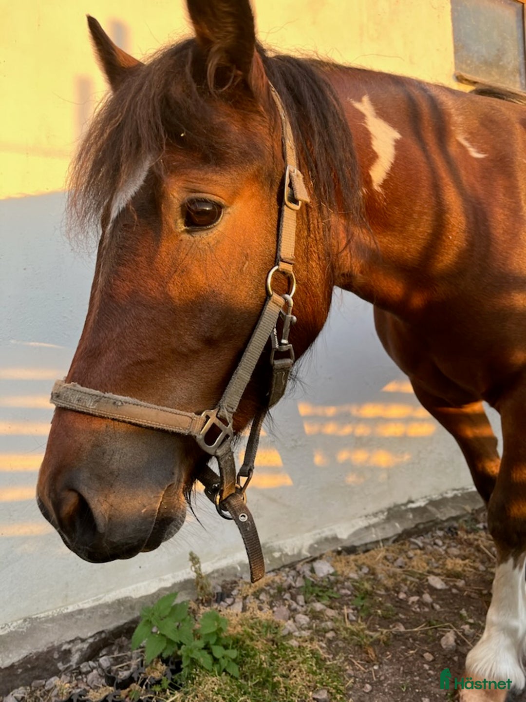 Allround hästar till salu: Irishcob korsning   i Vetlanda - Annons 3