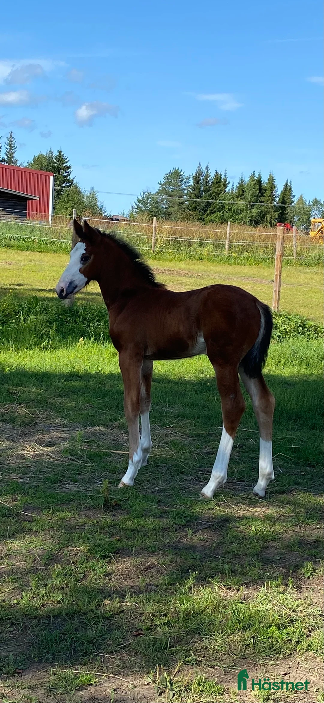 Hoppning hästar till salu: Framtids stjärna!🌟  i Karungi - Annons 6