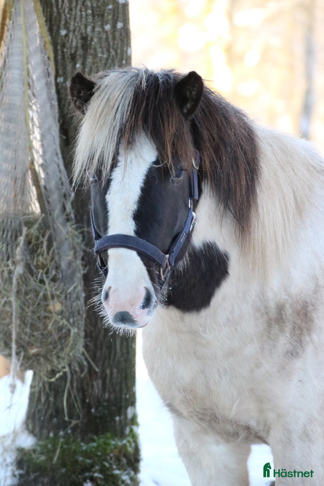 Island hästar till salu: Unghingst söker sin egna människa!  - Annons 3