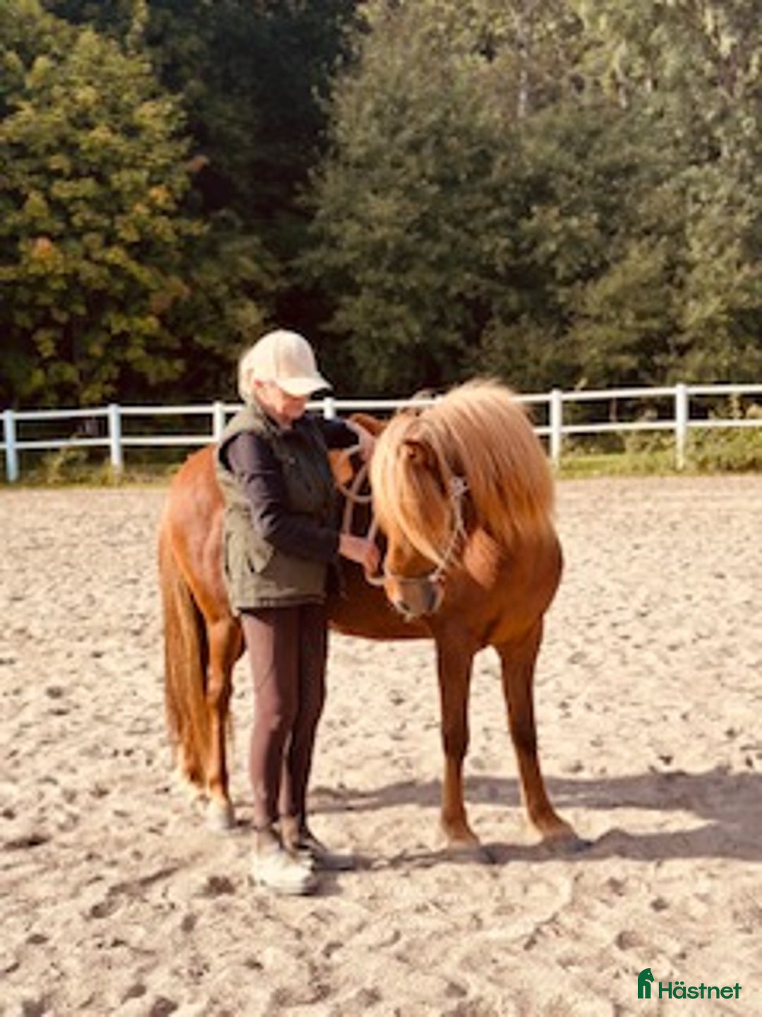 Island hästar till salu: Underbart ungsto! i Skepplanda - Annons 11