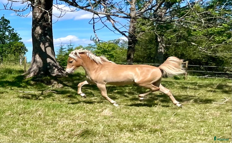  hästar i Landsbro - Annons 13
