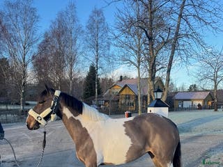 hästar ❤️ Material Girl❤️ i Ekerö - Annons 10