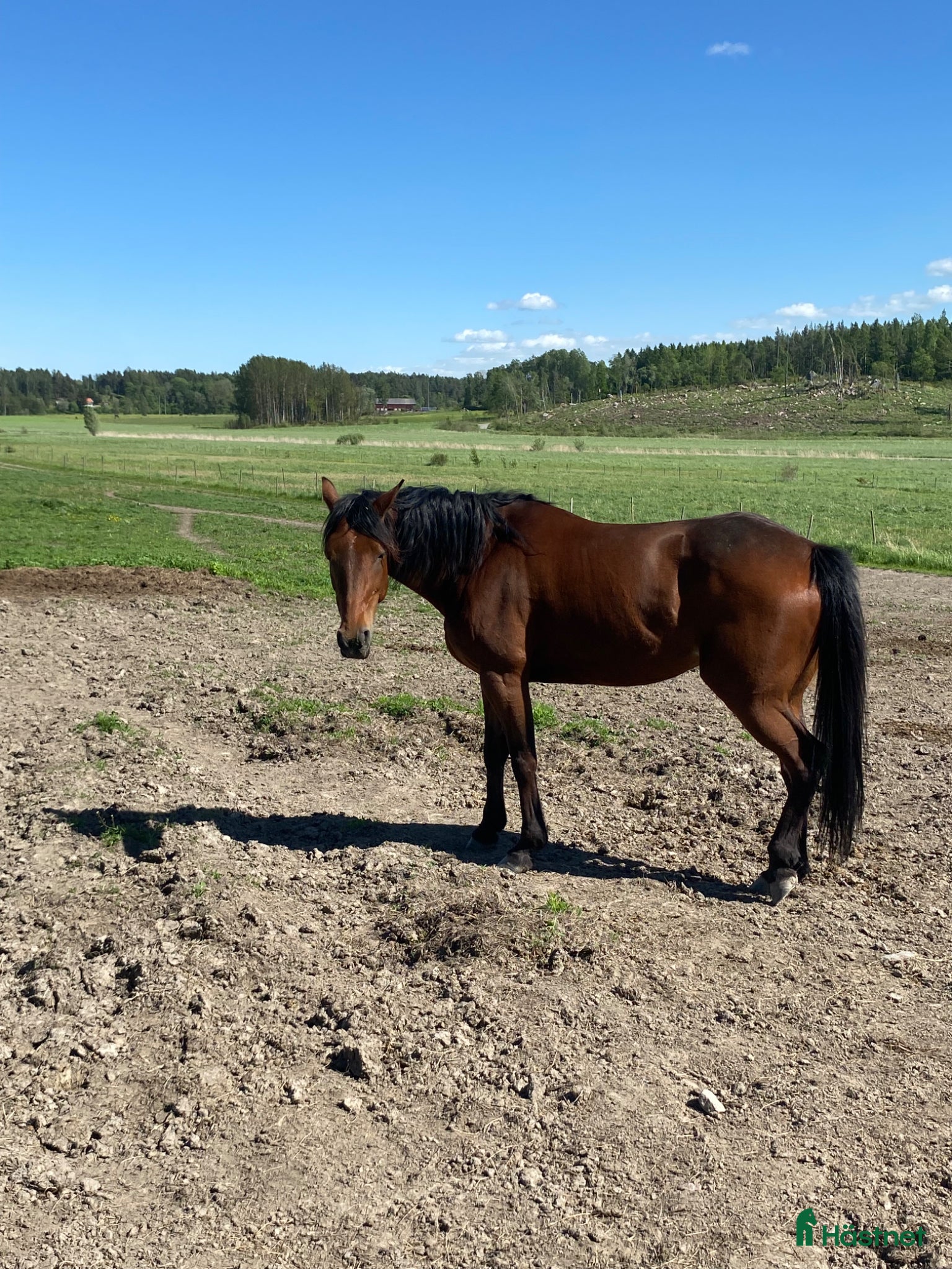  hästar Mkt fin o trevlig häst - Annons 2