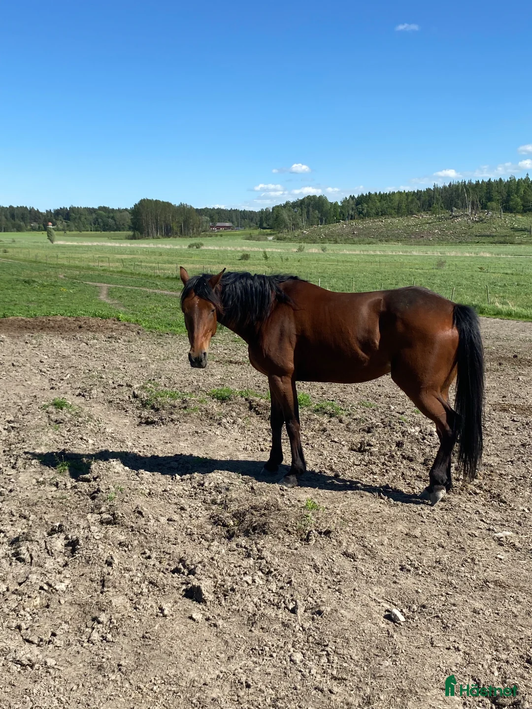 Trav hästar till salu: Mkt fin o trevlig häst - Annons 2
