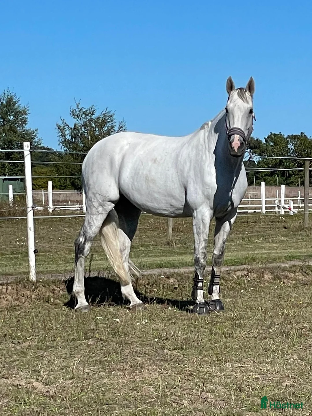 Allround hästar till salu: Fint sto för hoppning eller dressyr i Rånäs - Annons 2