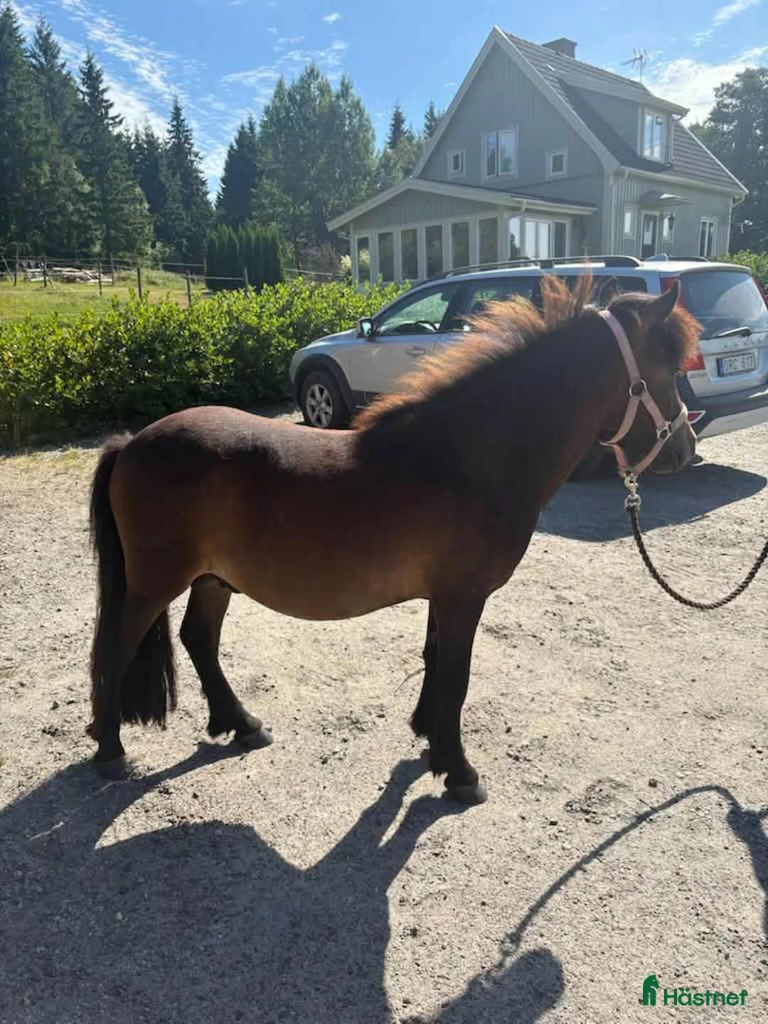  foderhäst finnes: Shettis hingst 2 år söker ny fodervärd - Annons 3