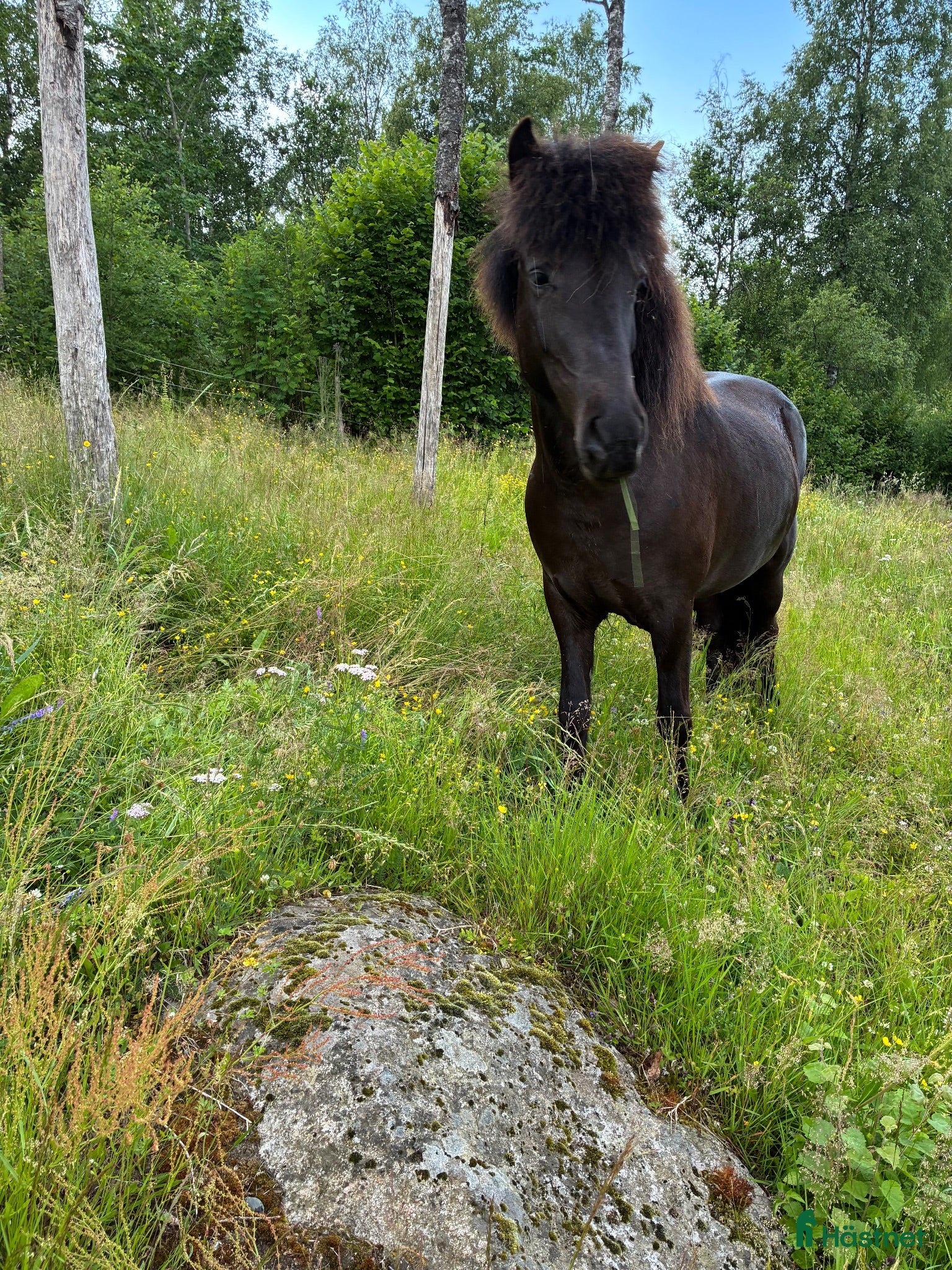  hästar Sto med stil  - Annons 5