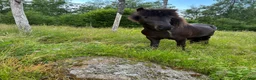 Island hästar till salu: Sto med stil  - Annons 1