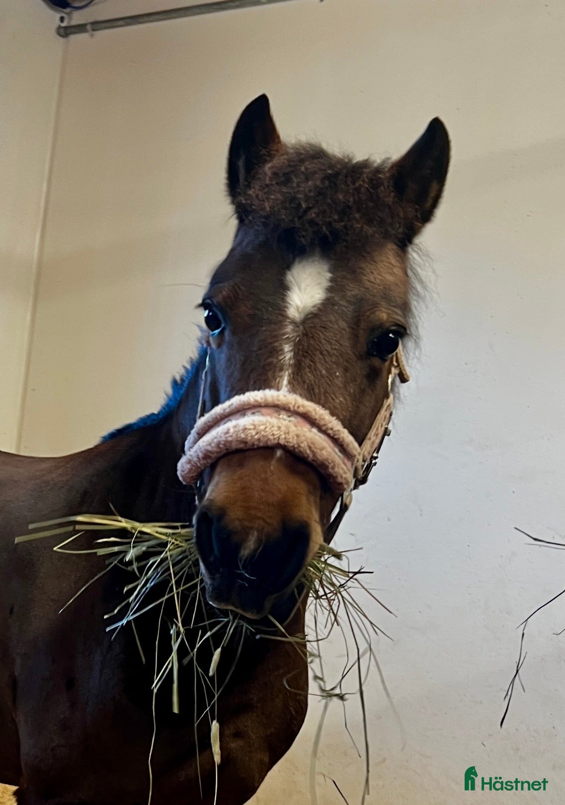  hästar Sötaste B-ponny flickan till salu.  - Annons 13