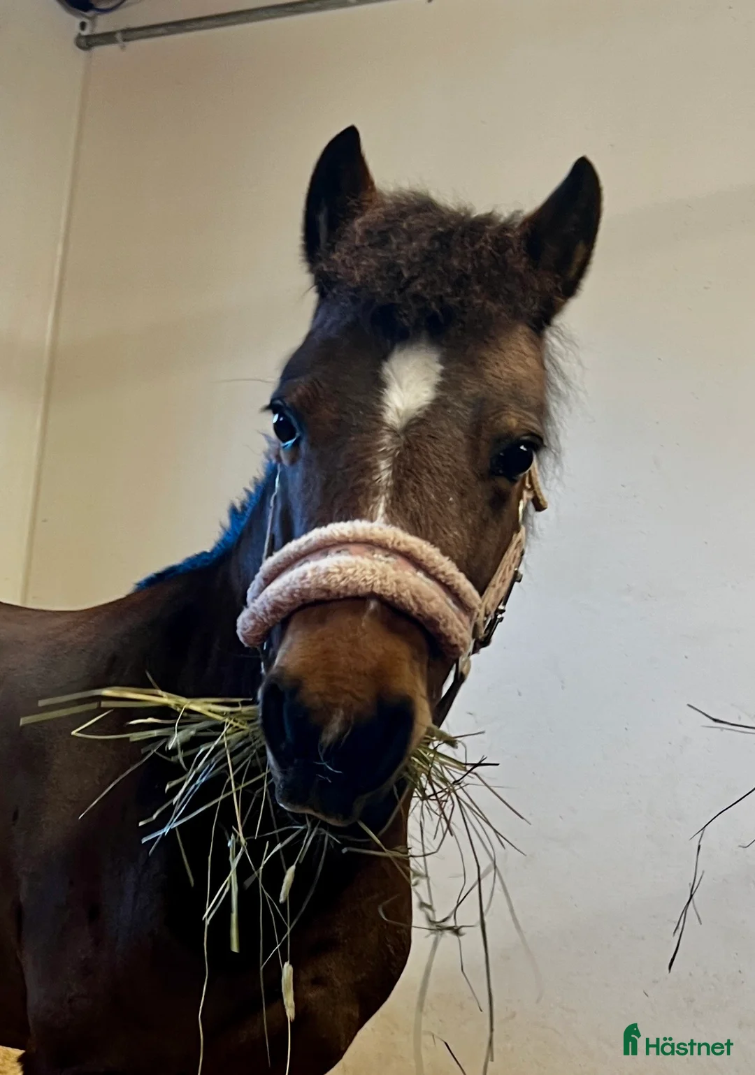 Övrigt hästar till salu: Sötaste B-ponny flickan till salu.  - Annons 1