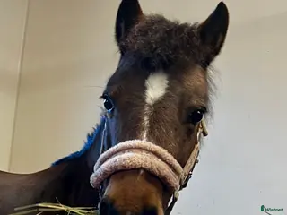 hästar Sötaste B-ponny flickan till salu. - Annons 13