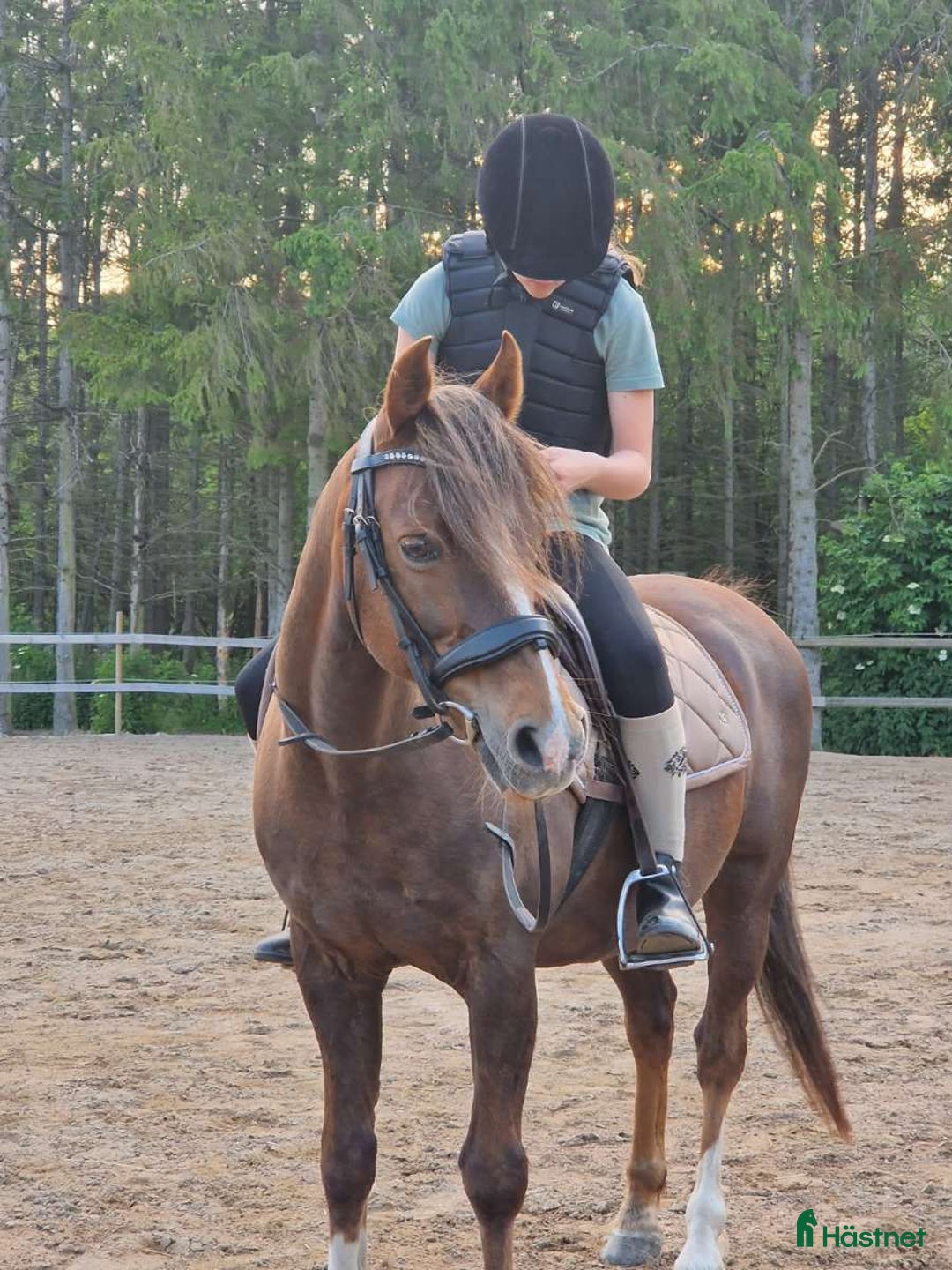 Allround hästar till salu: C-ponny till salu   i Billesholm - Annons 2