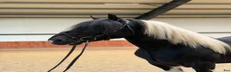 Allround hästar till salu: Marvelous all around gelding - Annons 2