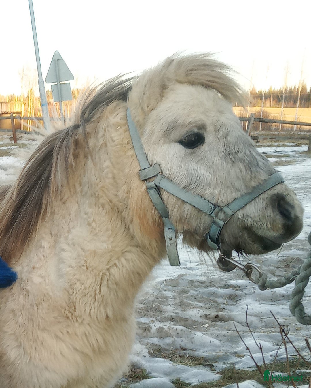 Allround hästar till salu: Söt mini hingst på 3 år - Annons 2