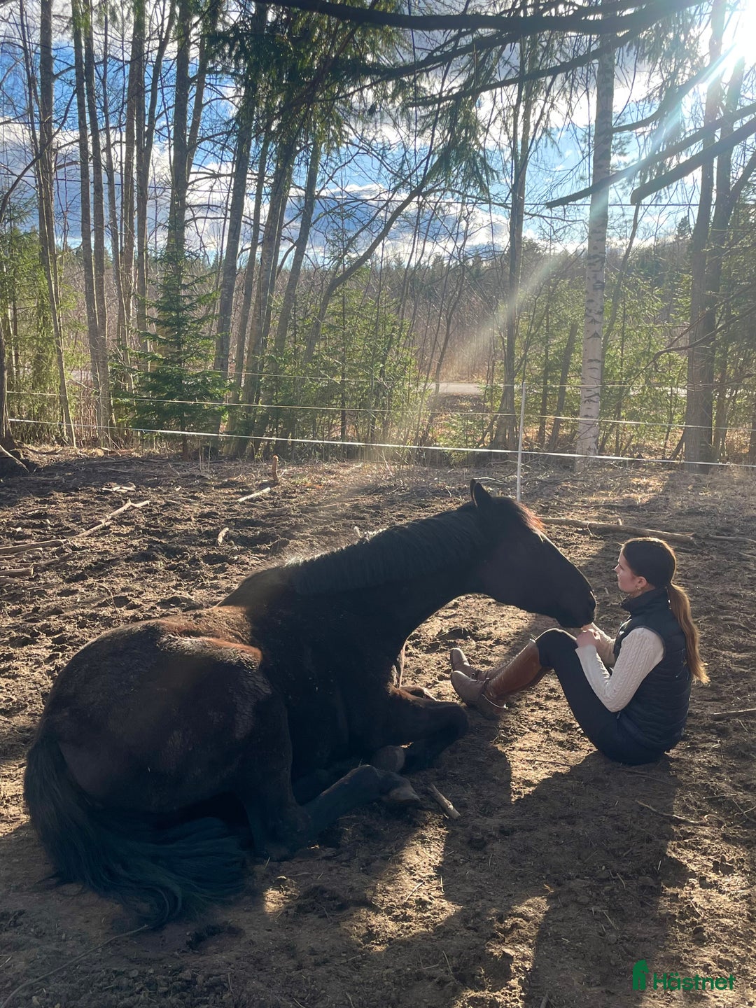 Allround hästar till salu: Socialt 4-årigt sto  i Axmar - Annons 3