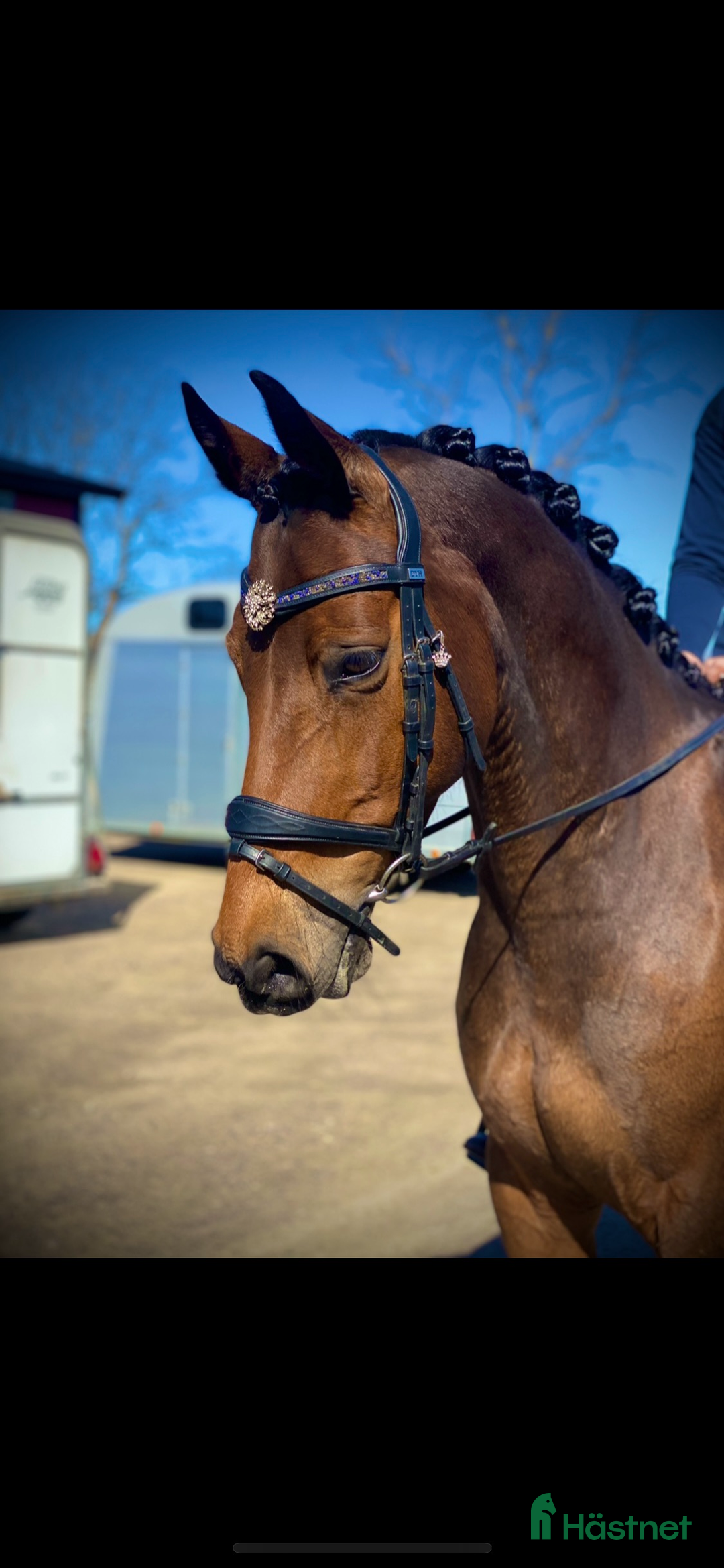 Allround hästar till salu: Trevlig ponny i Björkvik - Annons 3