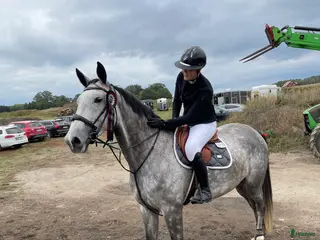 hästar Fynd till rätt ryttare i Norrköping - Annons 15