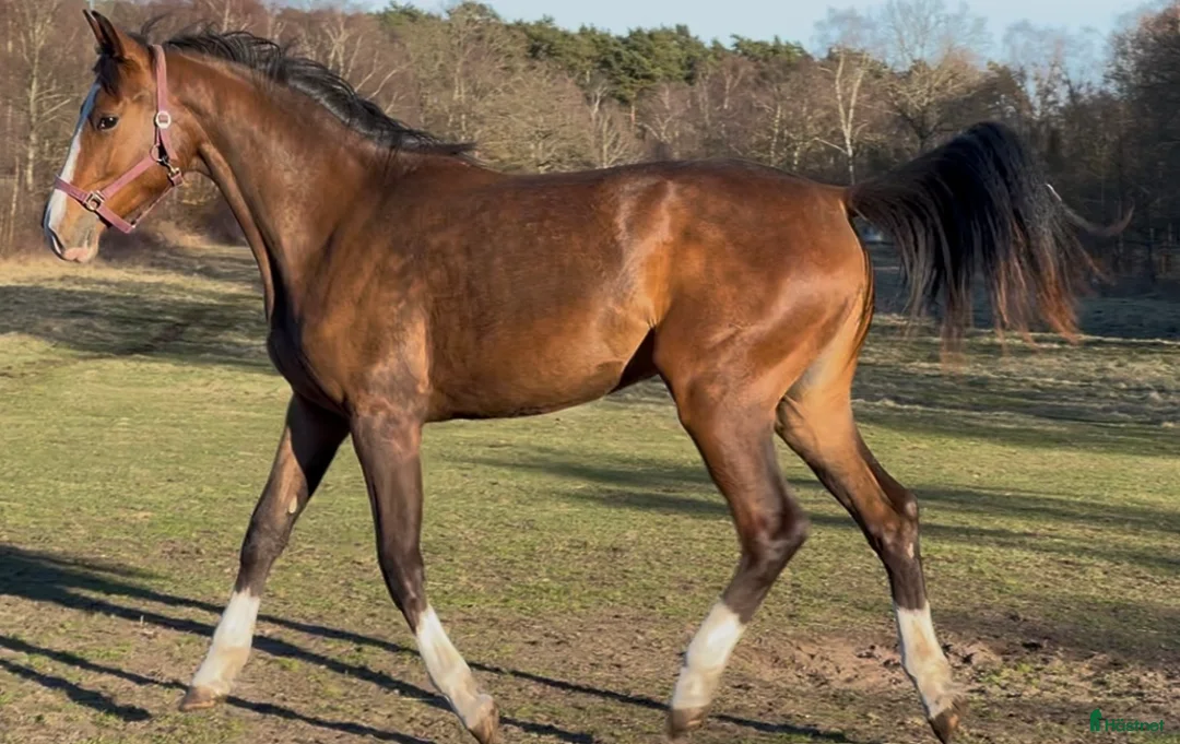 Hoppning hästar till salu: Fantastisk unghäst! i Sölvesborg - Annons 9