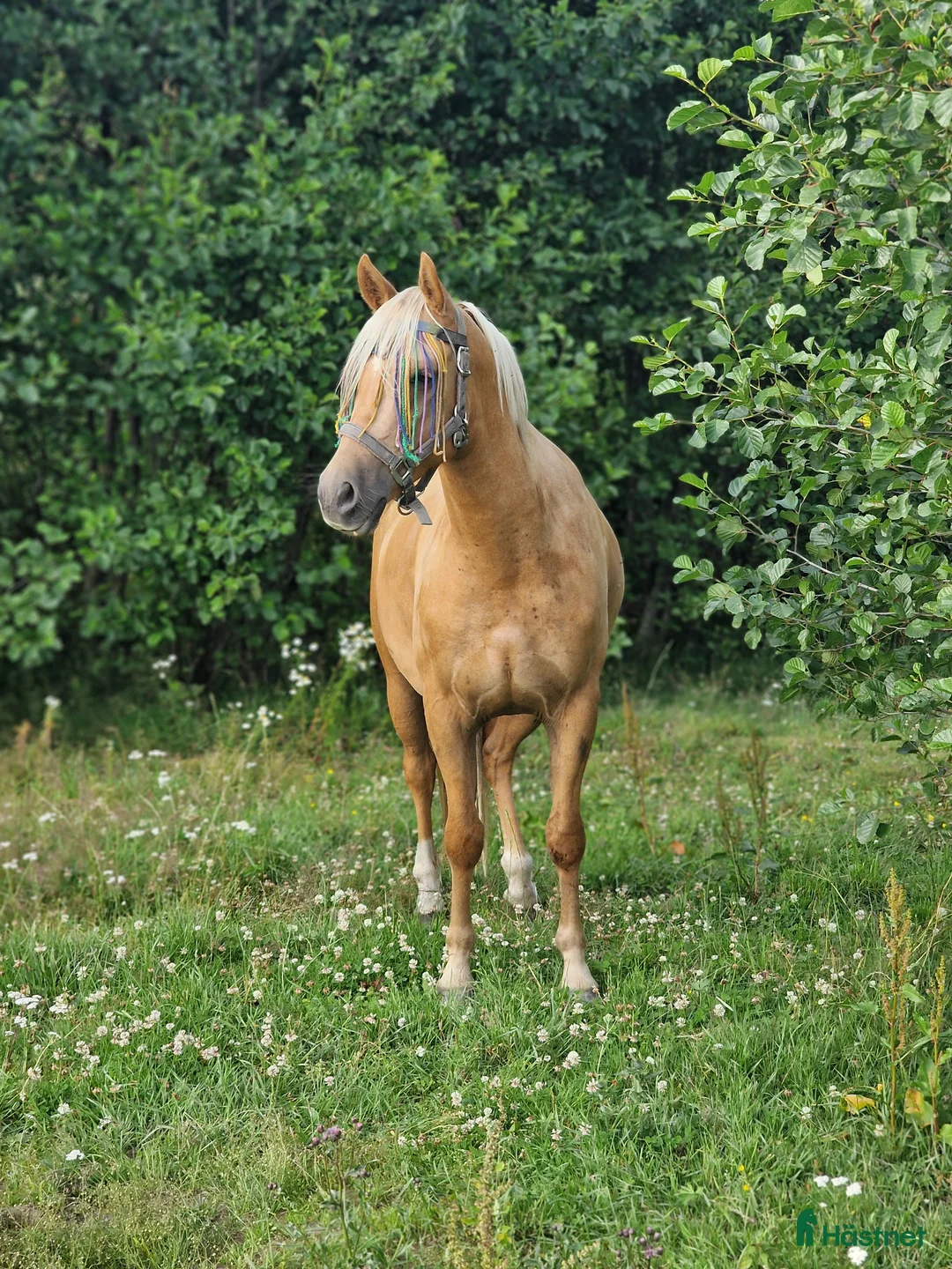 Allround hästar till salu: ✨️ Fantastisk D-ponny ✨️ - Annons 5