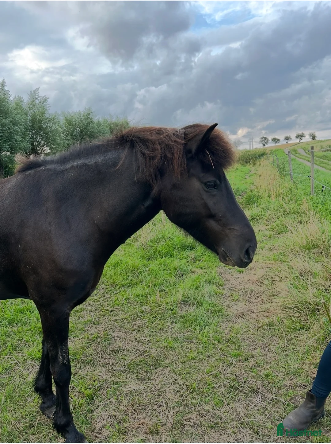 Island hästar till salu: Islandsto - Annons 2