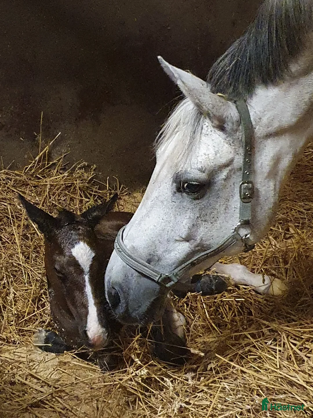 Avelshästar hästar till salu: Högklassigt avelssto - Annons 6