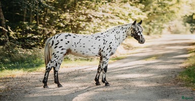  hästar i Näsum - Annons 10