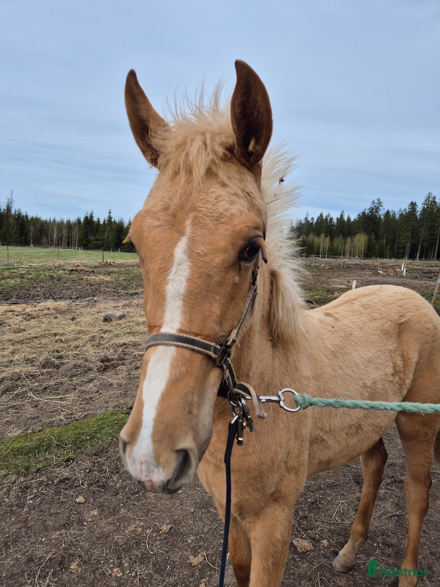  hästar Något utöver det vanliga - Annons 4