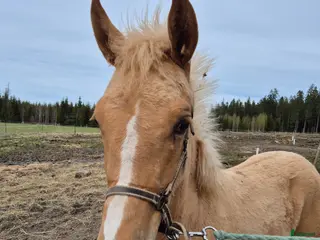 hästar Något utöver det vanliga - Annons 4