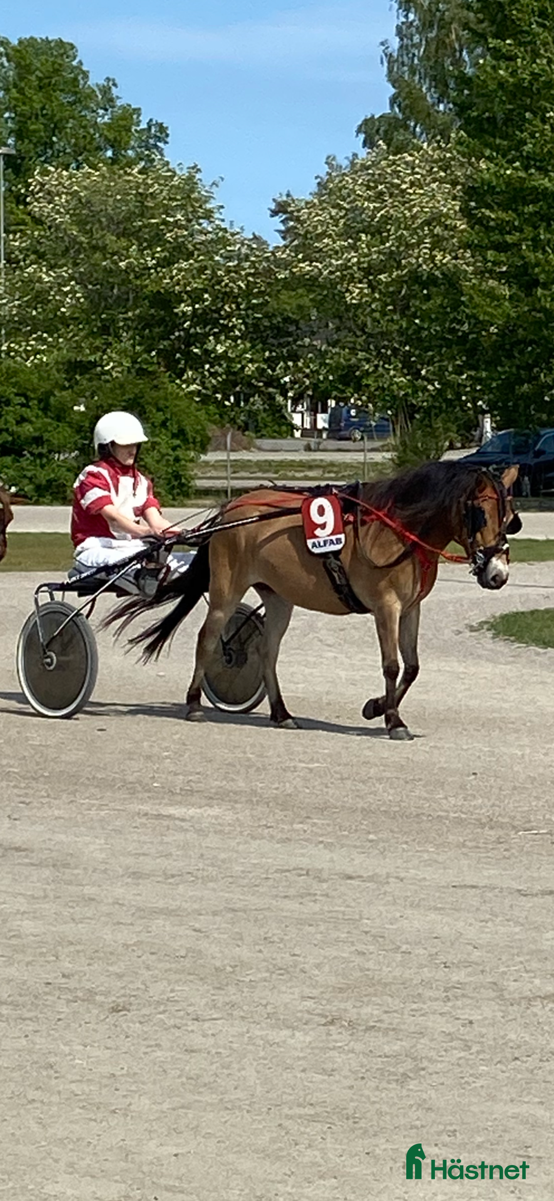 Allround hästar till salu: Kapabelt sto med klass  i Västerås - Annons 2