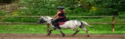 Hoppning hästar till salu: Jumping pony with special color - Annons 3