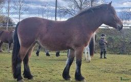 Allround hästar till salu: Bruksnordsvensk i Vikarbyn - Bild 3