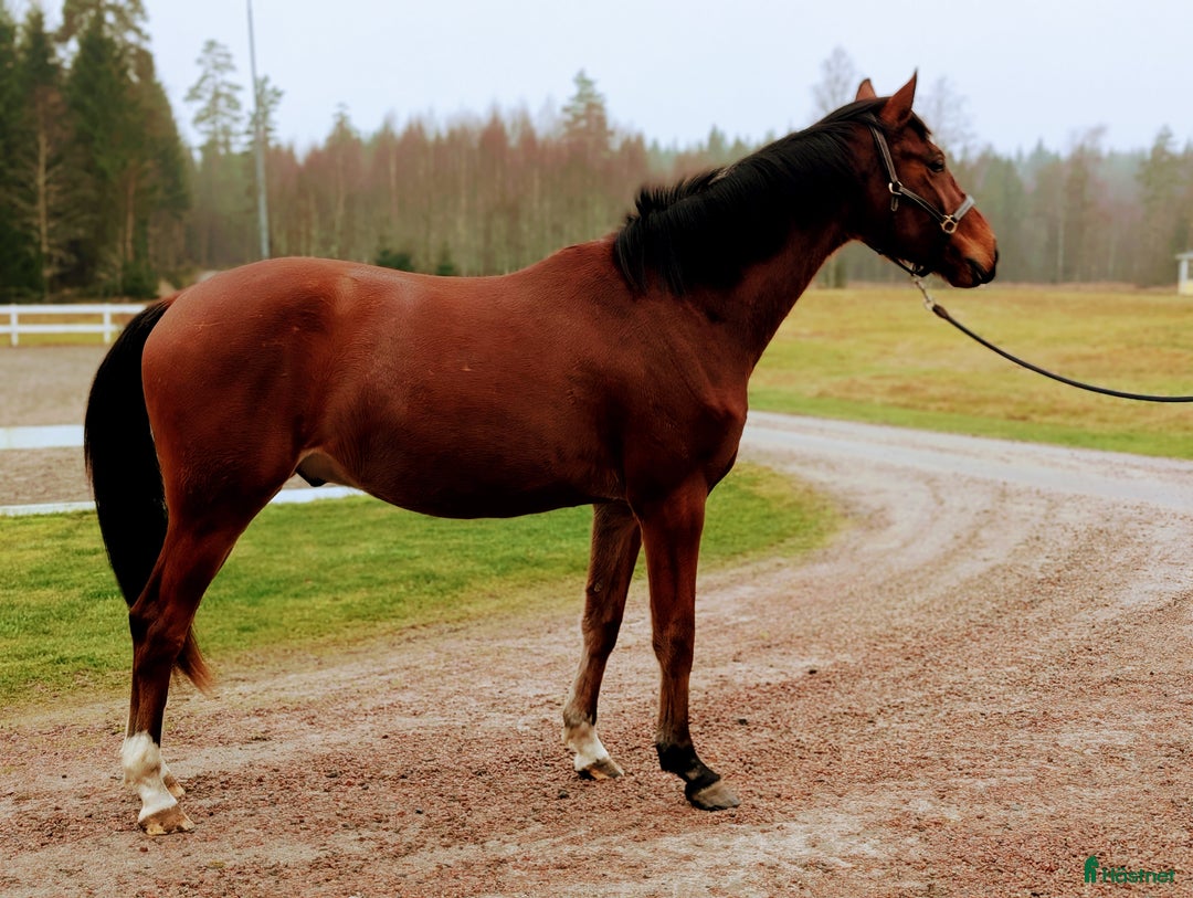 Hoppning hästar till salu: Vacker valack  i Hamneda - Annons 2
