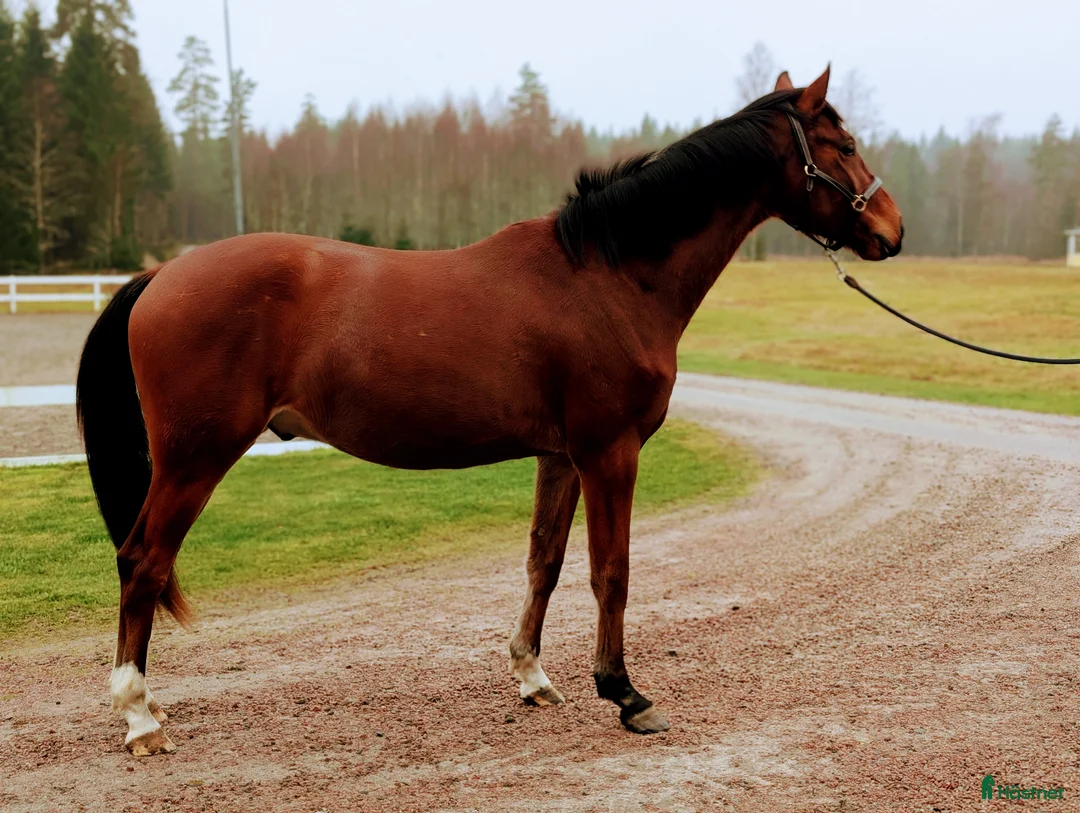 Hoppning hästar till salu: Vacker valack  - Annons 2