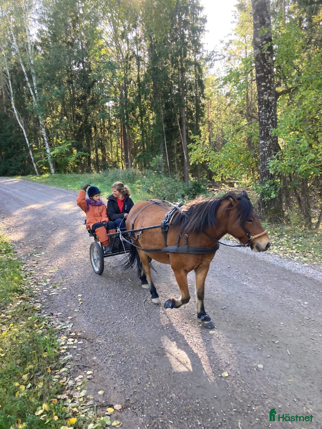 Körvagnar körning till salu: Ideal komplett sele + rockard vagn  - Annons 3