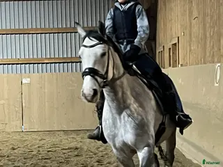 medryttarhäst sökes: Söker medryttarhäst i Nacka/Värmdö i Saltsjö-boo - Annons 13