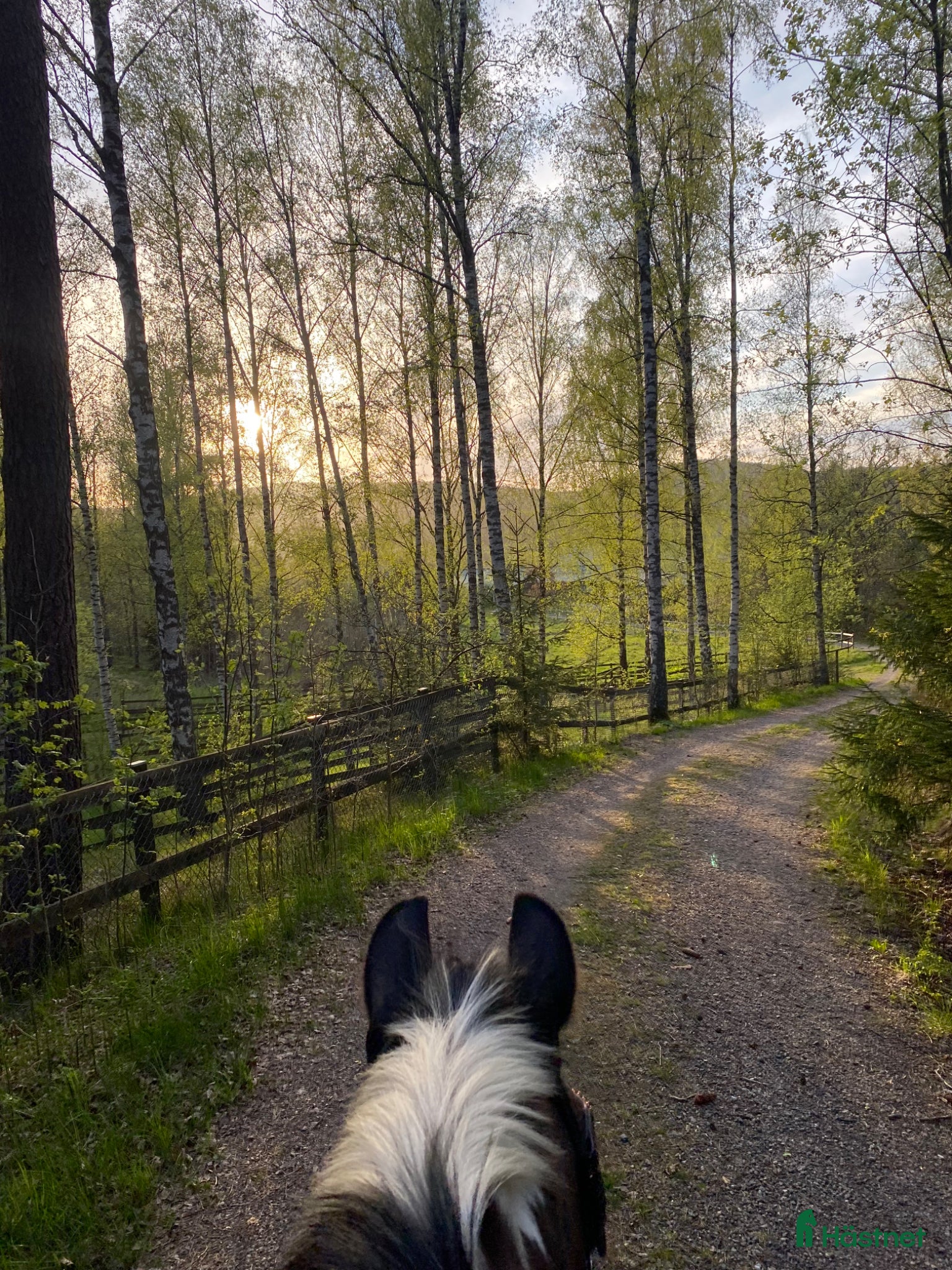  hästjobb Sommarjobb - Annons 5