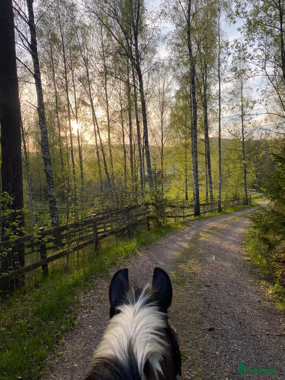  hästjobb finnes: Sommarjobb i Sjuntorp - Annons 1