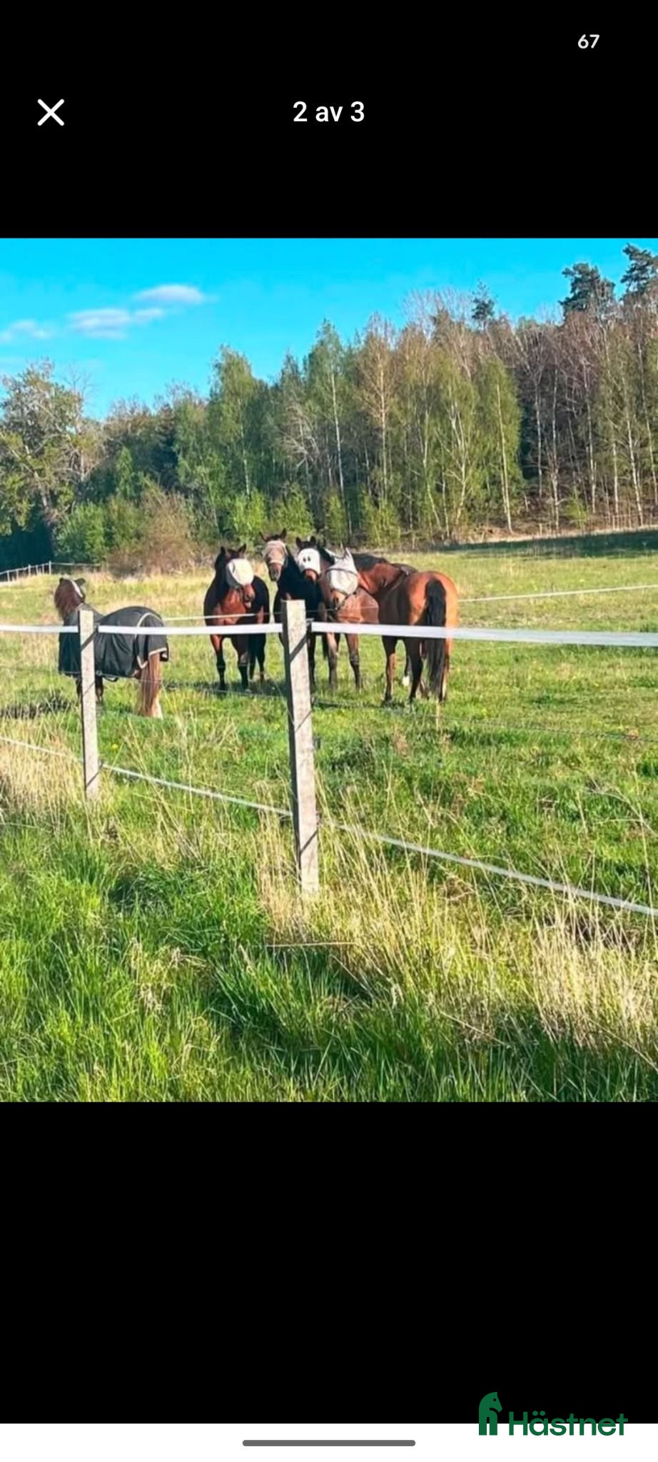  stallplats Plats på lösdrift för ston (fri tillgång) - Annons 1