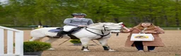 Hoppning hästar till salu:  Connemara Sport Pony - Annons 4