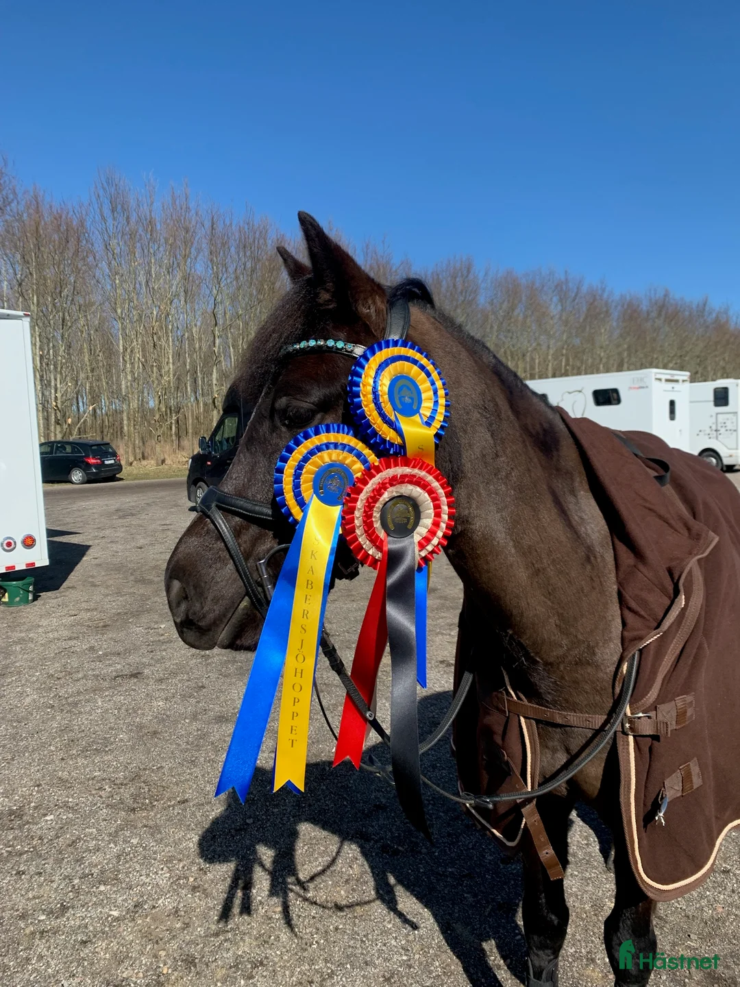 Hoppning hästar till salu: Ponny med härlig personlighet söker ny bästa vän i Malmö - Annons 19