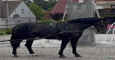  hästar i Örsundsbro - Annons 8