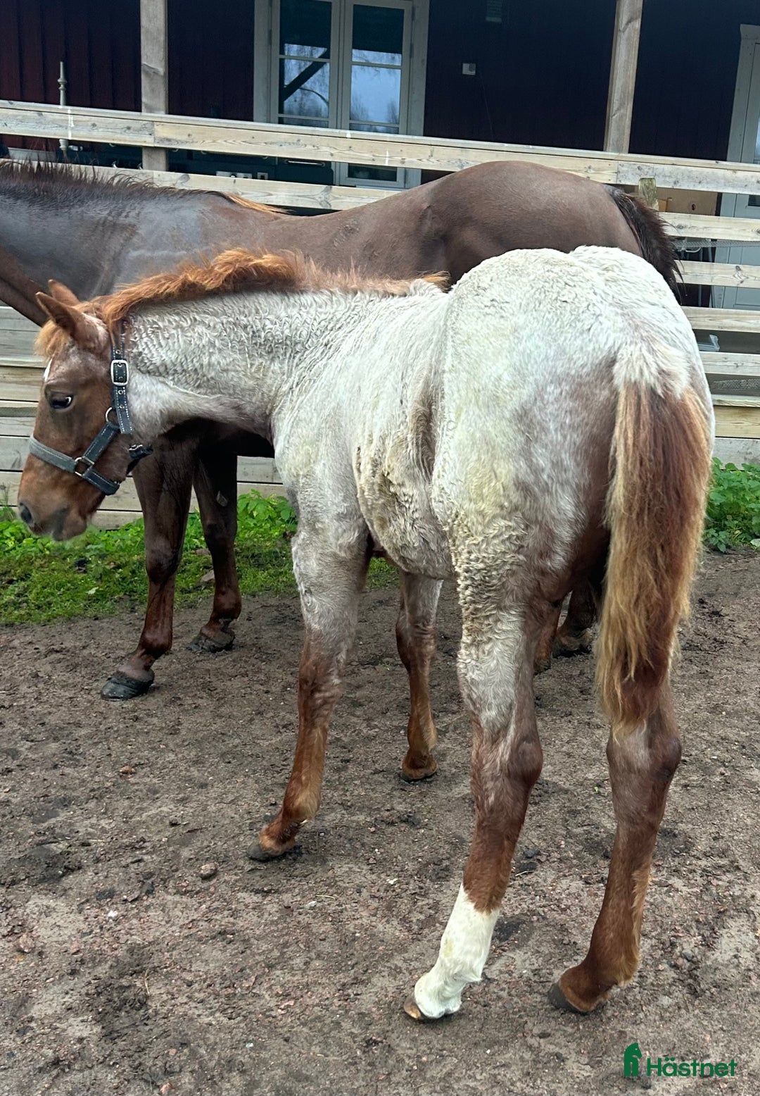 Western hästar till salu: Quarter sto föl i Kristinehamn - Annons 10