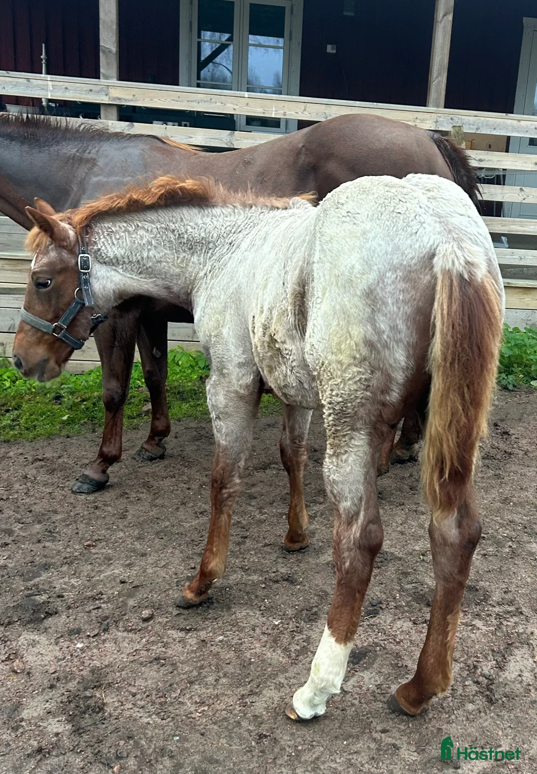 Western hästar till salu: Quarter sto föl i Kristinehamn - Annons 10