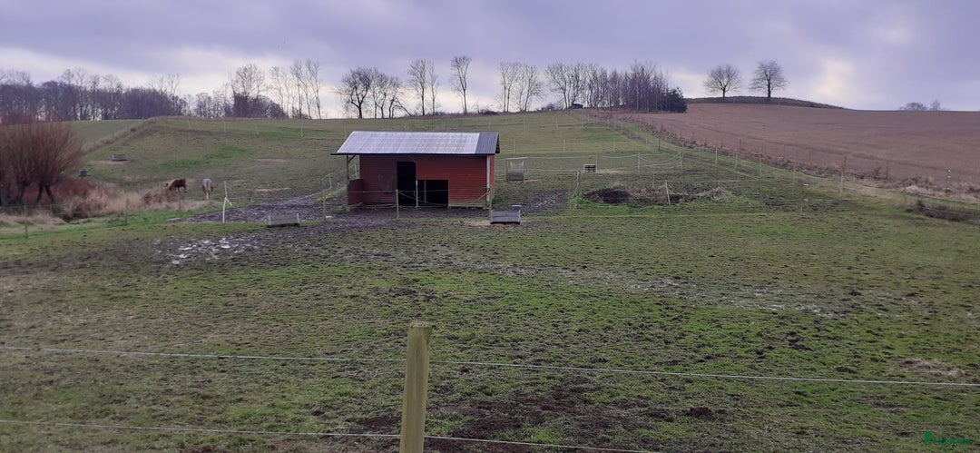  stallplats finnes: Boxplats för ponny finns i Knickarp  i Ystad - Annons 5